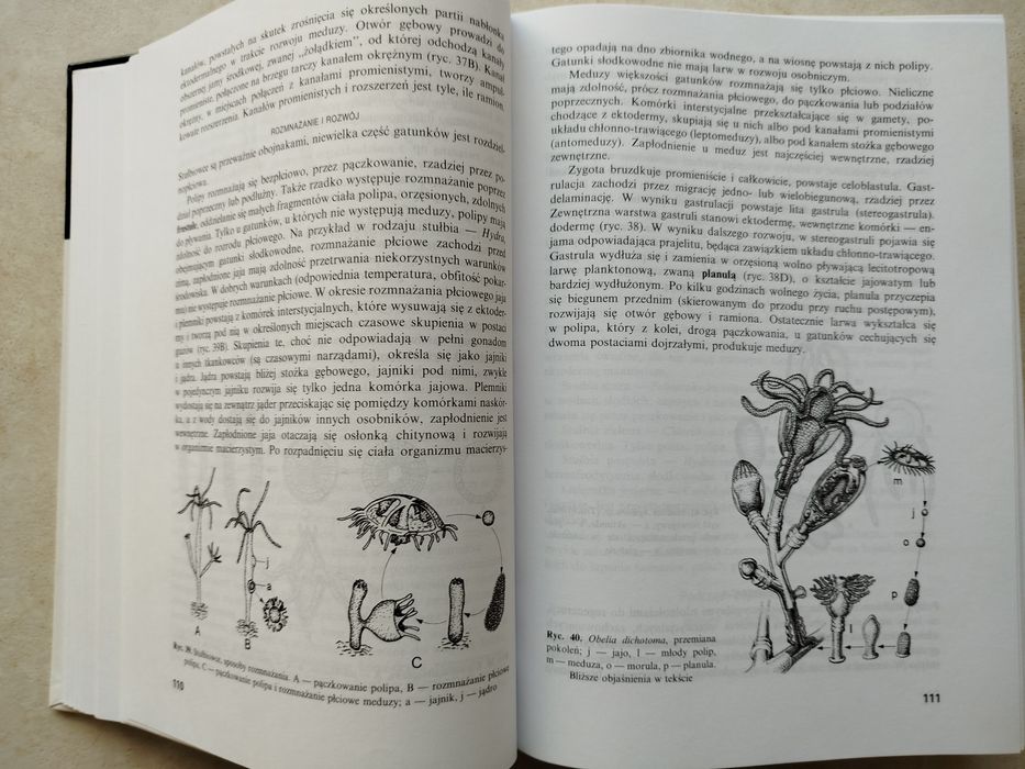 Bezkręgowce podręcznik akademicki