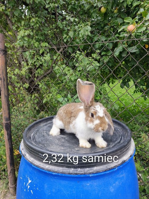 Króliki hodowlane samce i samiczka
