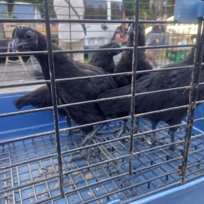 Ayam Cemani pary