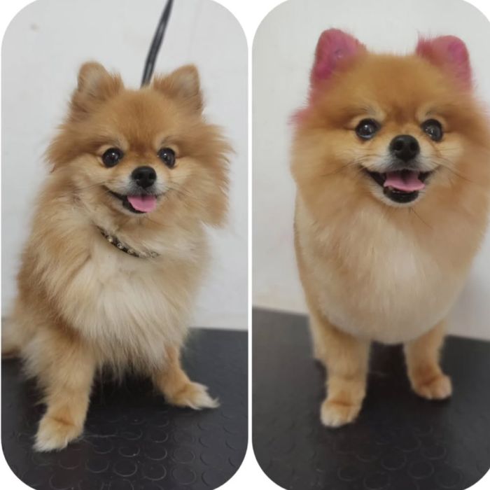 Послуги грумера, стрижки котів та собак