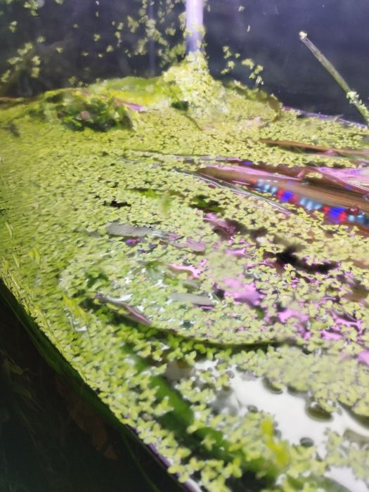 Rzesa wodna do akwarium