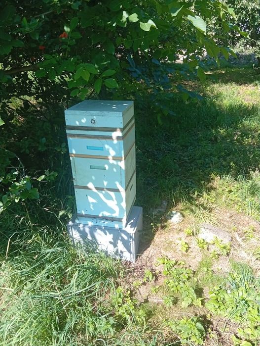 Ul wielkopolski dwa koprupsy I nadstawka pelny