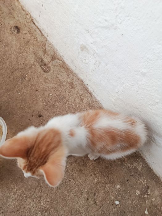 Gatinha bebé para adoção