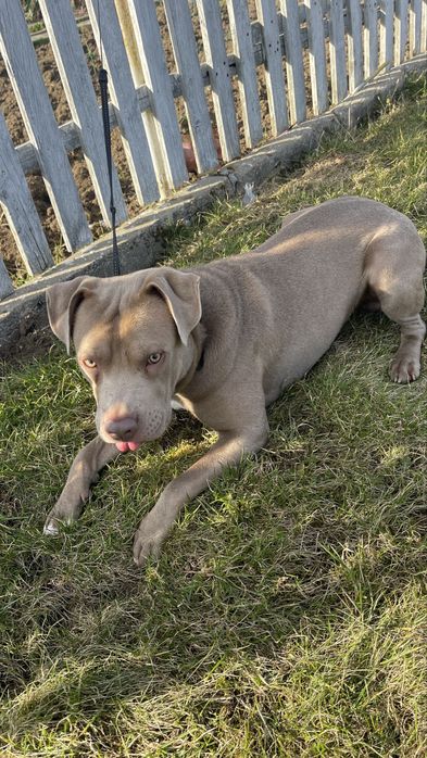 Pitt bull fawn  silver