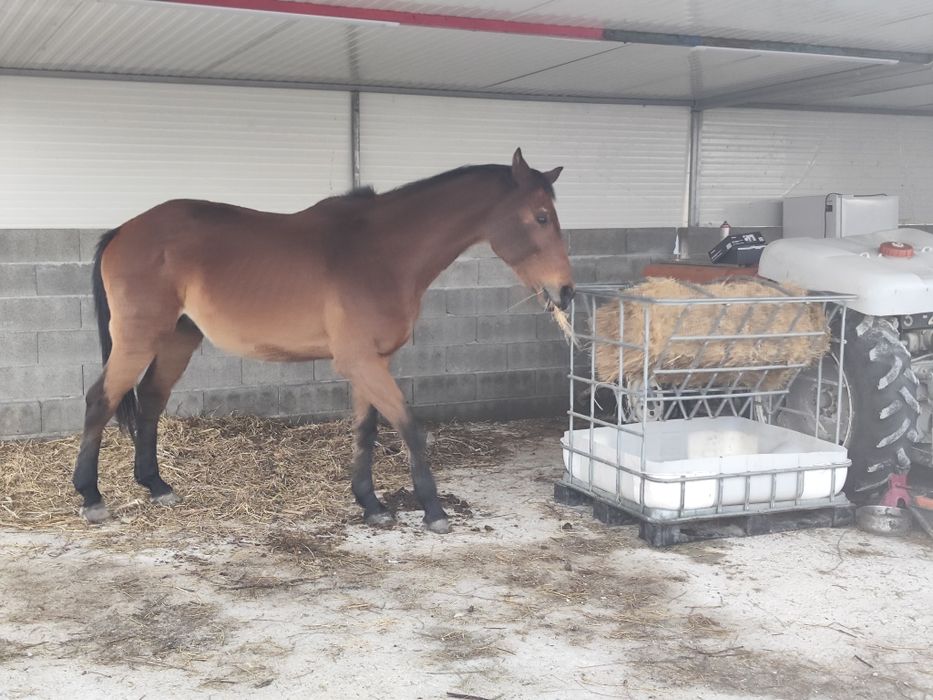 Cavalo muito bonito e meigo