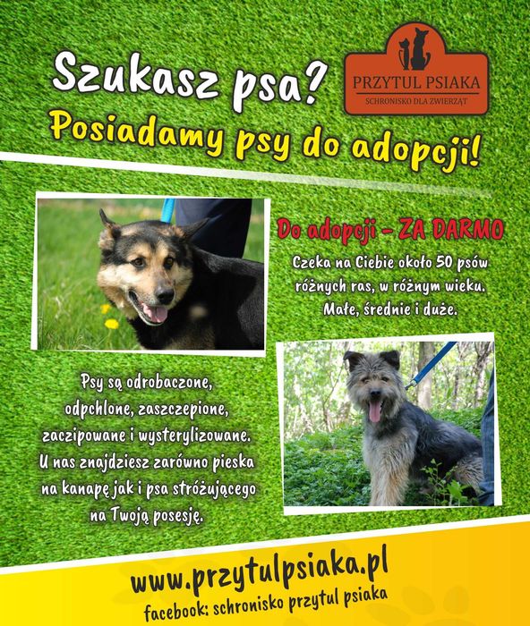 Potik - pies do adopcji