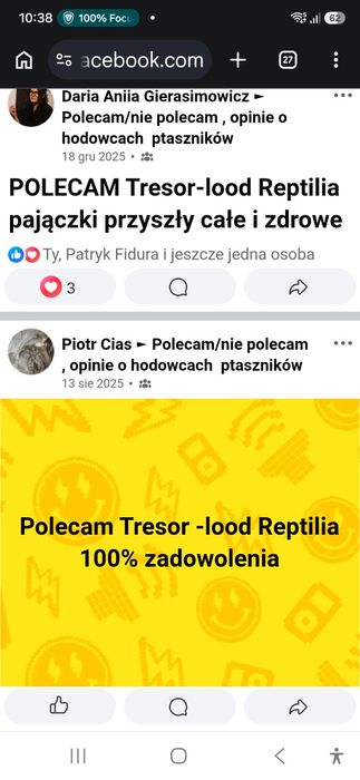 Pheidole parva 1Q + 4-10W - mrówki, mrówka kolonia mrówek