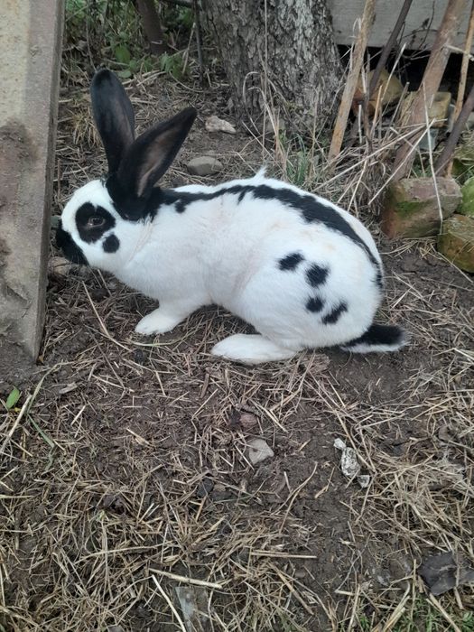 Продам кролики .