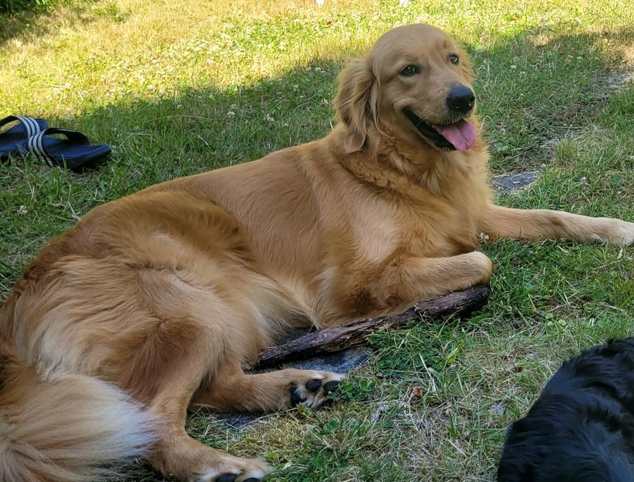 Szczeniak Golden retriever już do odbioru