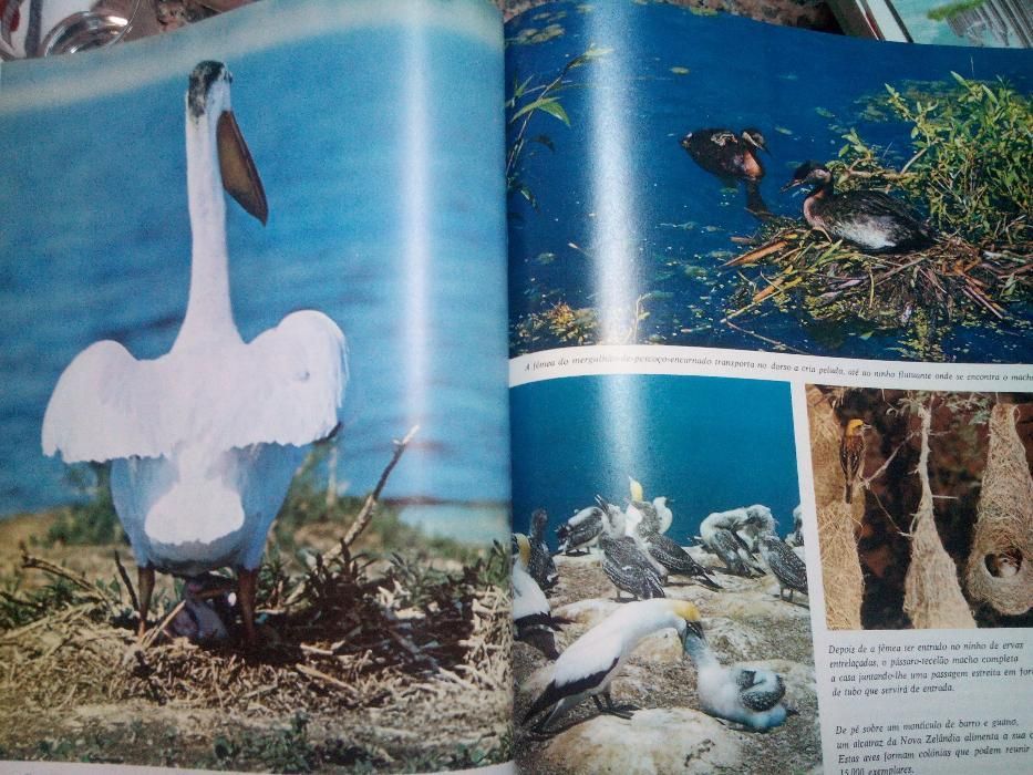 O Assombroso Mundo da Natureza