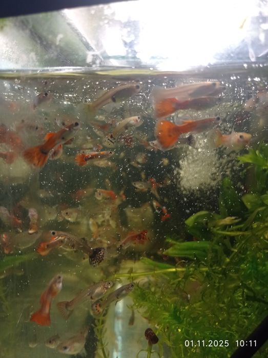 Продам рыбок гуппи