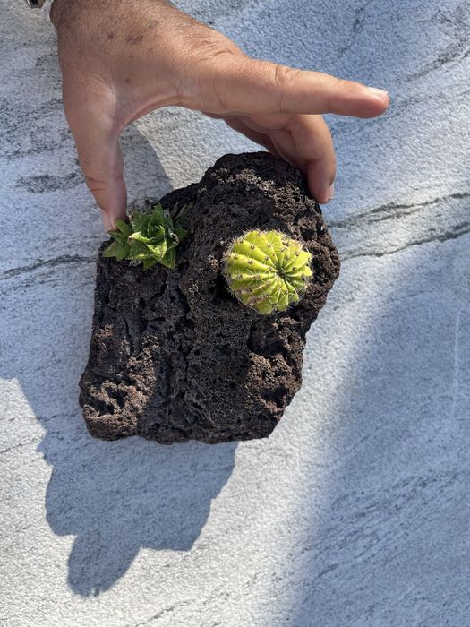 Pedra vulcânica com cato e suculenta para decoração ou terrario