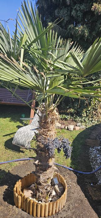 Sadzonki palmy Trachycarpus fortunei
