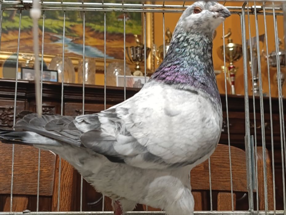 Giant Homer, wysyłam, gołębie ozdobne