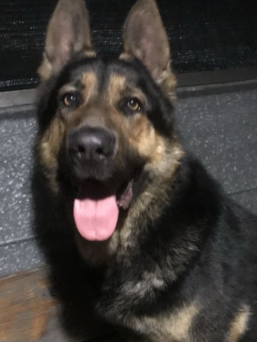 Кобель немецкой овчарки для вязки