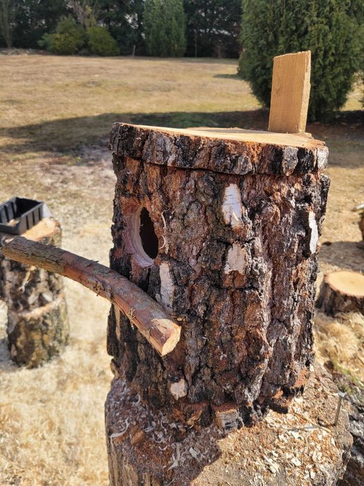 Budki lęgowe z pnia brzozy