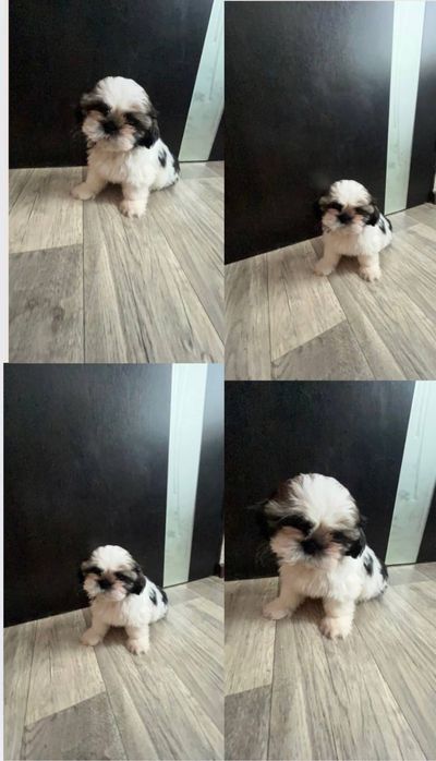 Продам цуценят ши-тцу (3 малюки) — готові до переїзду