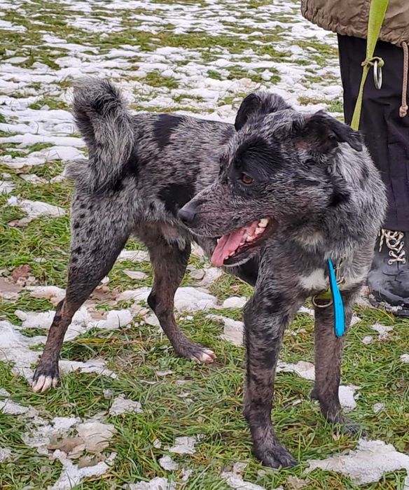 Bober-mniejszy border collie szuka doświadczonego domu !