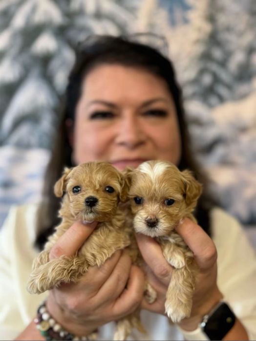 Мікро мальтіпу, китайсько-корейські батьки