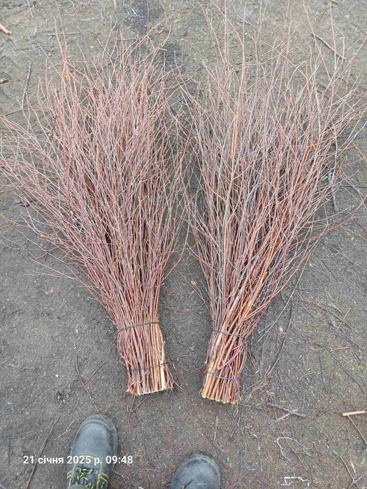 Віник березовий, мітла