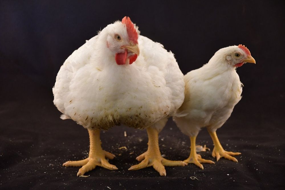 Інкубаційне яйце