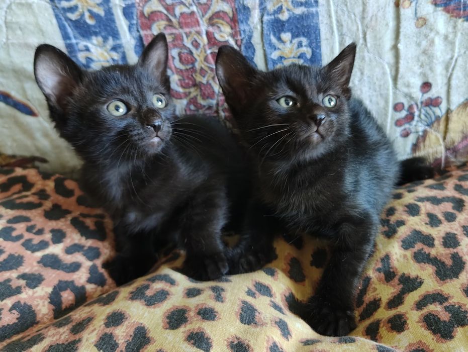 Отдам в хорошие руки котят в Одессе