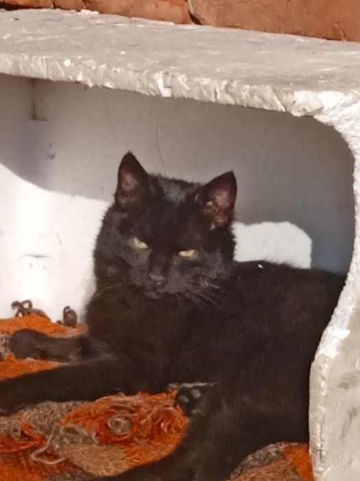 Прийму  корм для кошенят безкоштовно