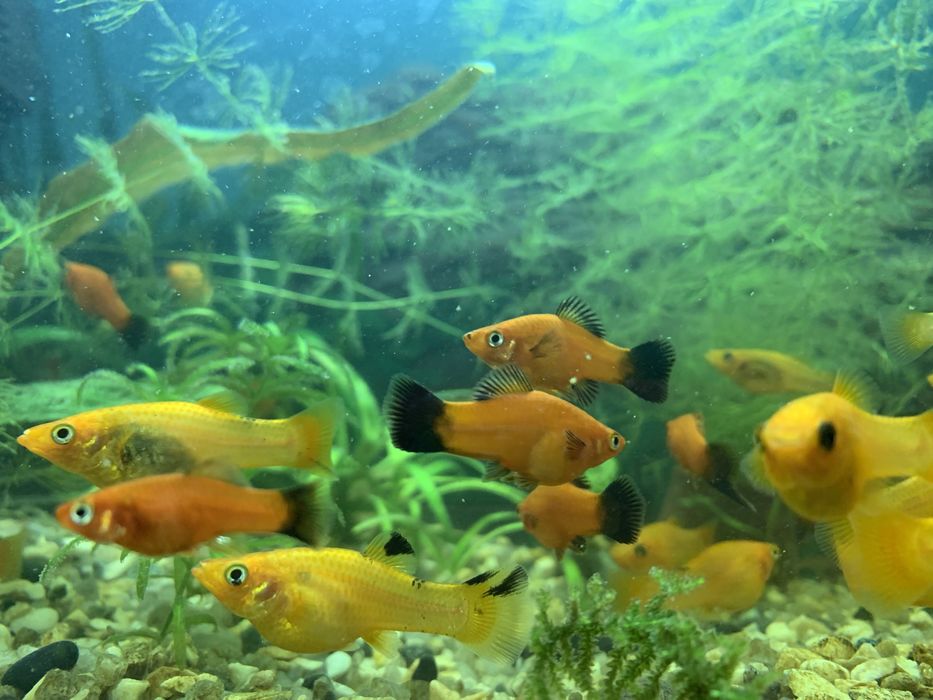 Рыбки меченосец, моллинезия