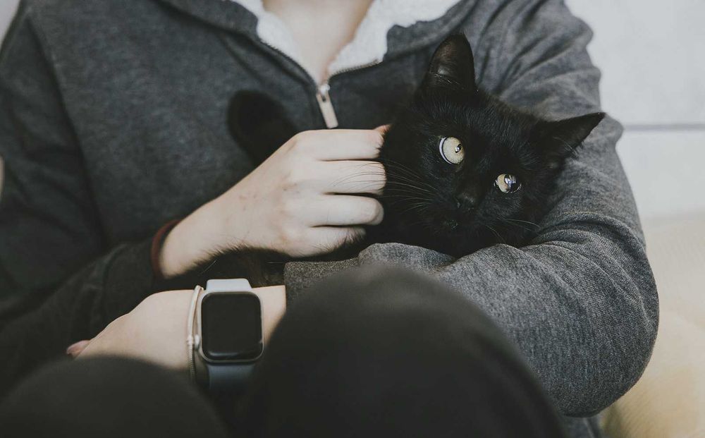 Spokojna kotka do adopcji - Luna szuka domu niewychodzącego - cała Polska