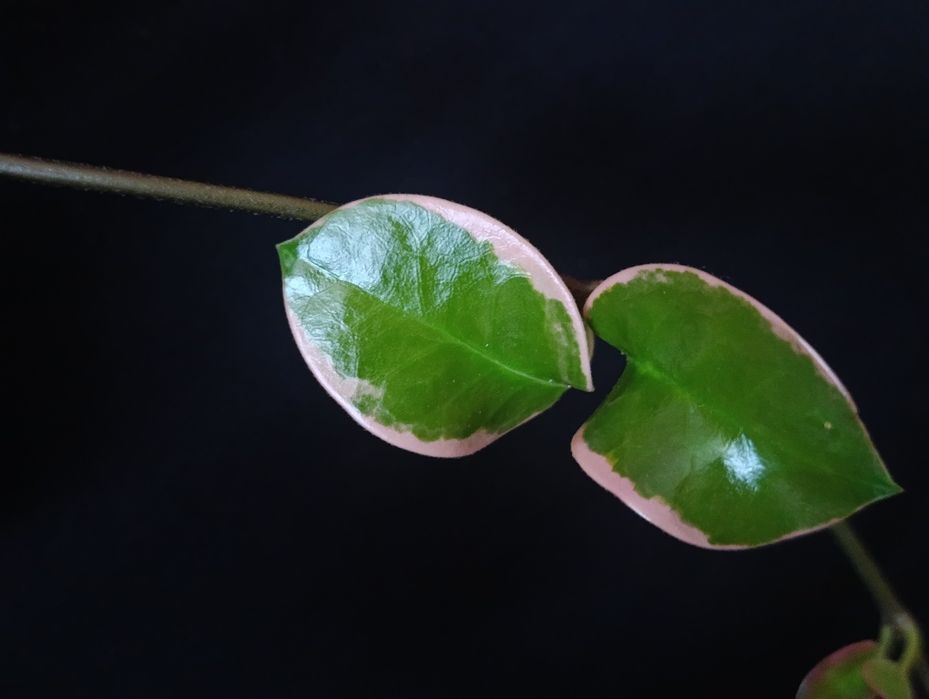Hoya Australis Blondie