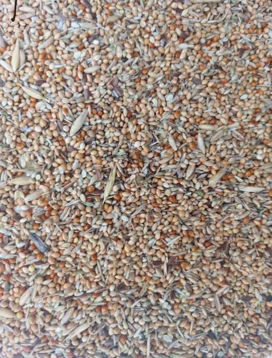 Pokarm dla zeberki, amadyny 20 kg GRATIS proso senegalskie