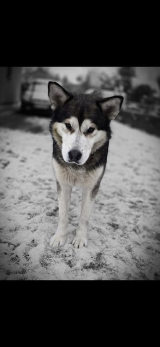 Husky szuka domu
