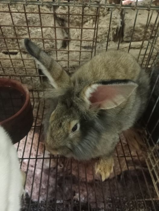 Vendo coelhos caseiros