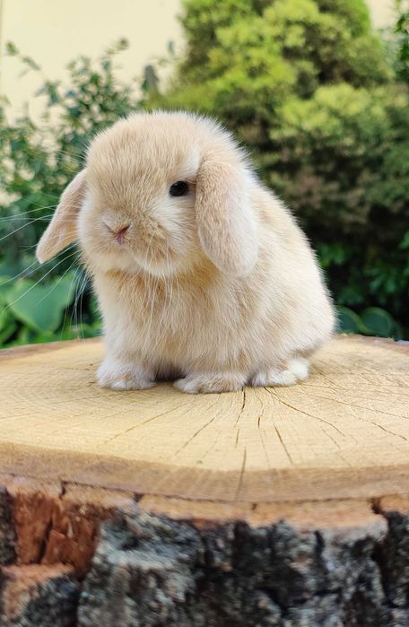 Śliczne króliczki Mini Lop. Króliczek domowy. Wolne maluszki.