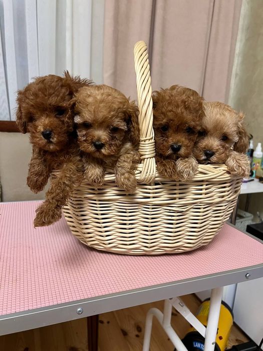 Мальтіпу пудель Вінниця