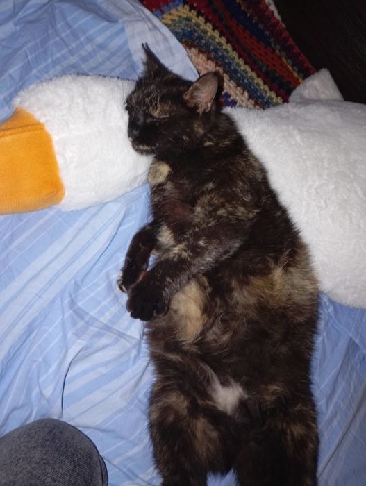 УВАГА! Пропала киця Мурка!!!