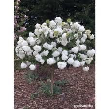 Kalina  Eskimo na pniu 80 cm 255 zł