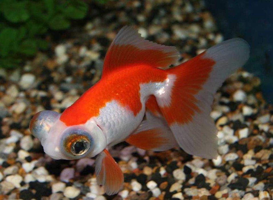 Welonka odmiana TELESKOP CZERWONO - BIAŁY - Welon - dowóz, wysyłka