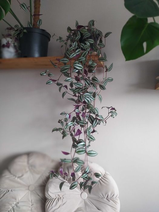 Trzykrotka roślina doniczkowa wisząca