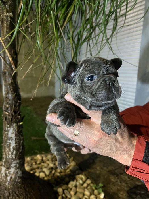 Tenho cachorros bulldog francês blue