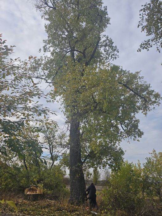 Видалення дерев,підрізання,благоустрій.