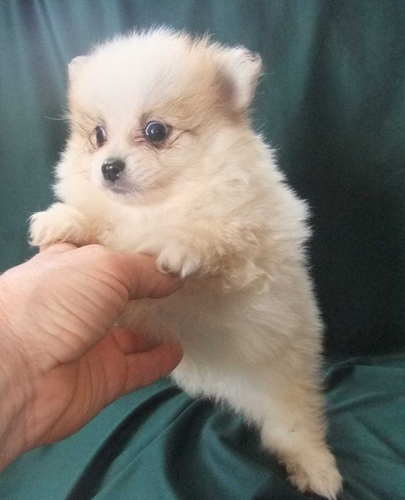 Cachorro spitz alemão anão
