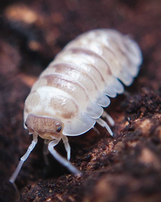 Armadillidium espanyoli "Marbleized", isopody, 10 szt.