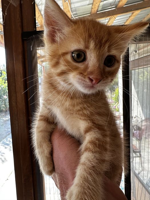 Руде кошеня хлопчик