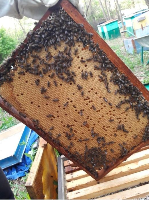 Бджолопакети, пчелопакеты