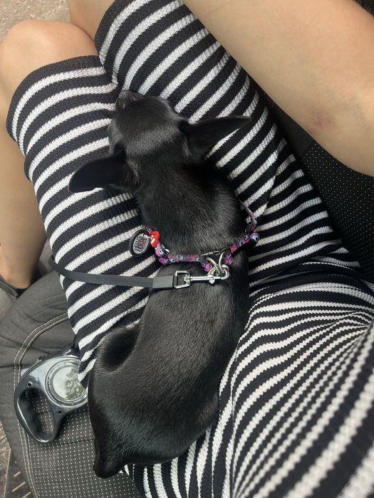 Малышка чихуахуа ищет любящую семью