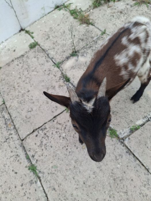 cabrito a pilha criado a mão