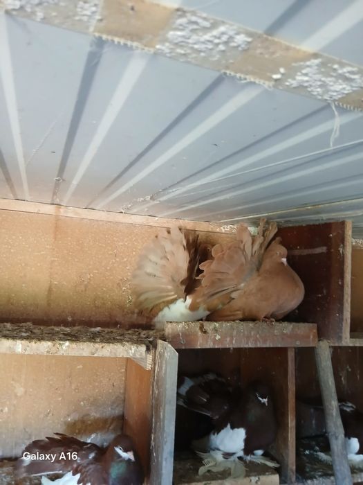 Pombos   Leque casal  50€