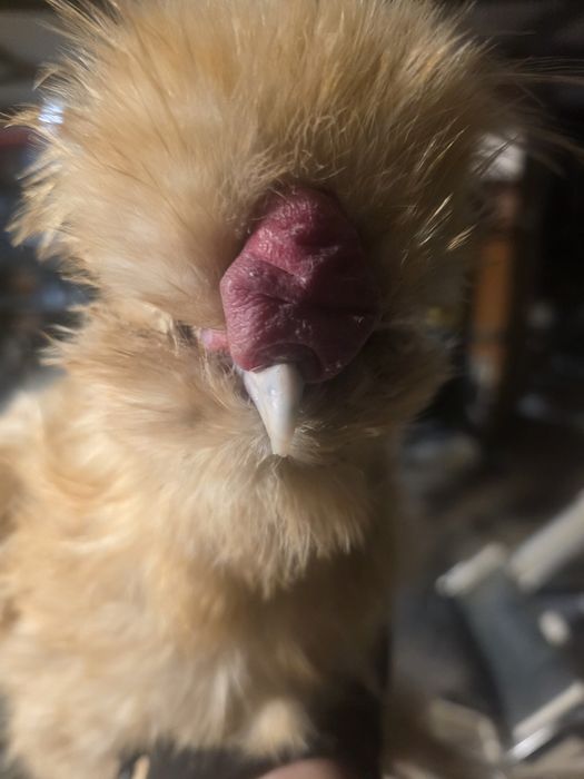 Kury araukany kury rosy kury silki