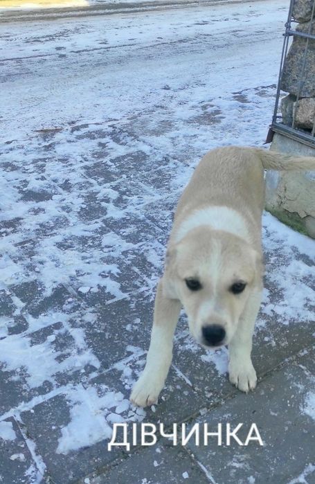 Цуценята від невеликої мами собачки.